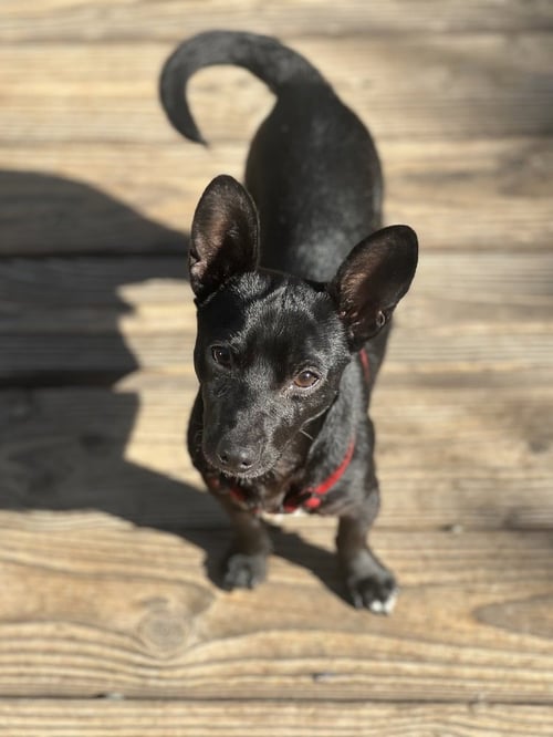 JESSE - Chihuahua available for adoption