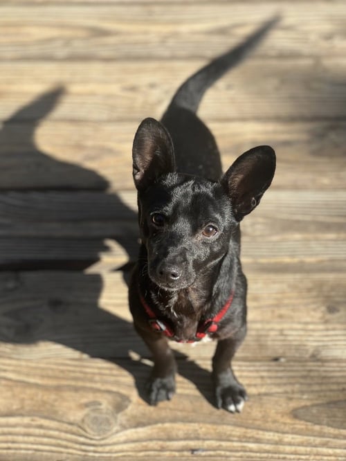 JESSE - Chihuahua available for adoption