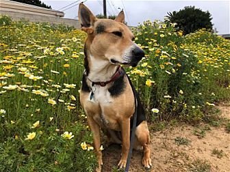 SCOUT - German Shepherd Dog / Terrier available for adoption
