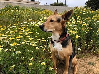 SCOUT - German Shepherd Dog / Terrier available for adoption