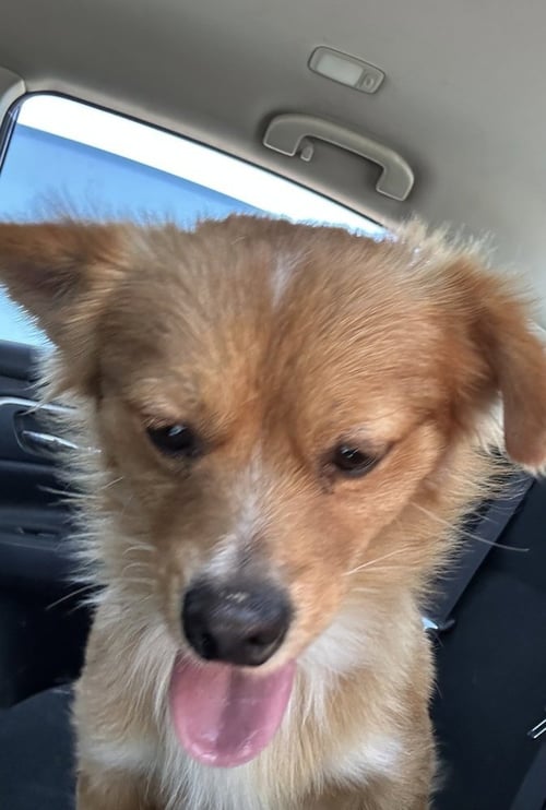 LITTLE RED - Pomeranian available for adoption