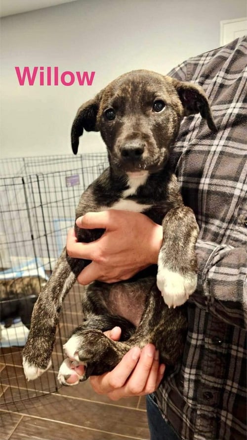 WILLOW - Border Collie / Boxer available for adoption