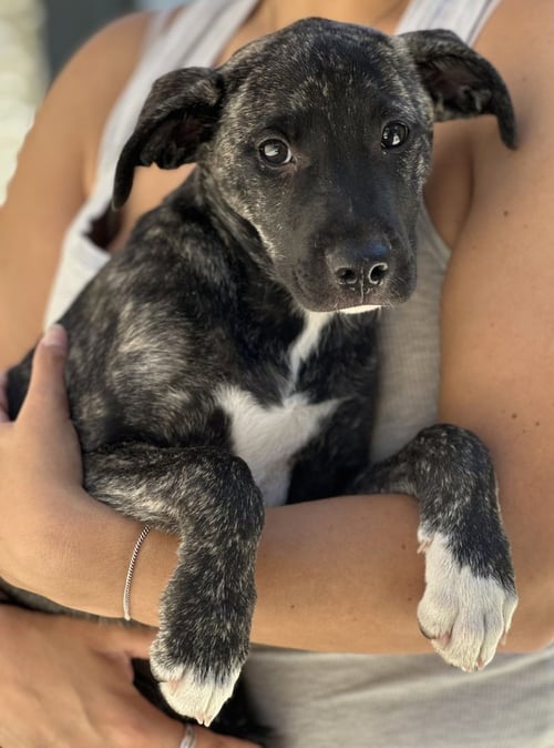 WILLOW - Border Collie / Boxer available for adoption