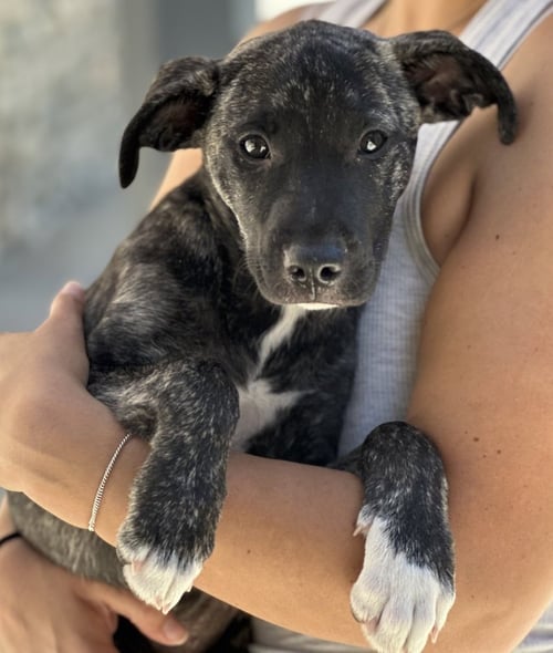 WILLOW - Border Collie / Boxer available for adoption
