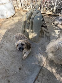 Chuy - Photo 2