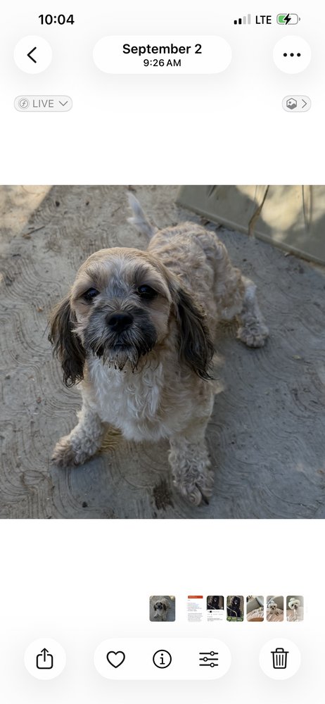 CHUY - Lhasa Apso / Poodle (Miniature) available for adoption