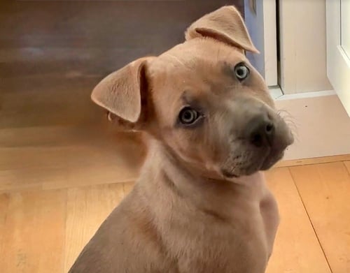 RUBI - Shepherd available for adoption
