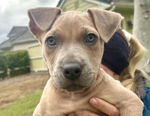 RUBI - Shepherd available for adoption