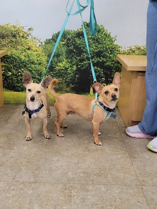 POPPY - Chihuahua available for adoption