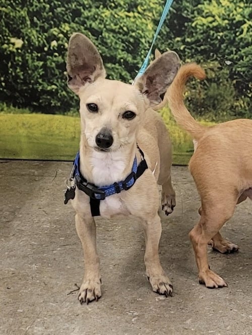 POPPY - Chihuahua available for adoption