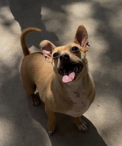 POPPY - Chihuahua available for adoption
