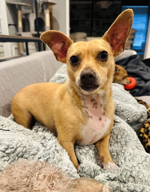 POPPY - Chihuahua available for adoption