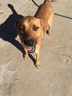 BIANCA - Boxer / Black Mouth Cur available for adoption