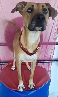 BIANCA - Boxer / Black Mouth Cur available for adoption