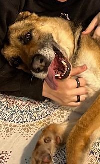 SCOUT - German Shepherd Dog available for adoption