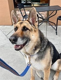 SCOUT - German Shepherd Dog available for adoption
