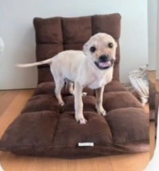 SMILEY - Labrador Retriever / Terrier available for adoption