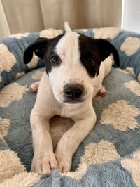 Scout - Photo 1