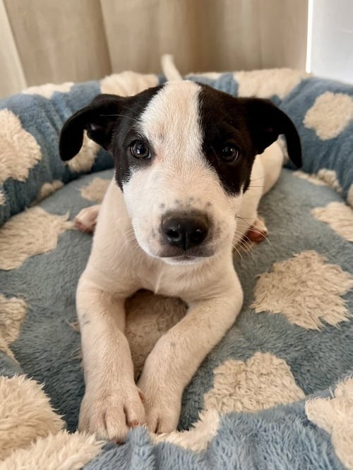 SCOUT - Terrier available for adoption