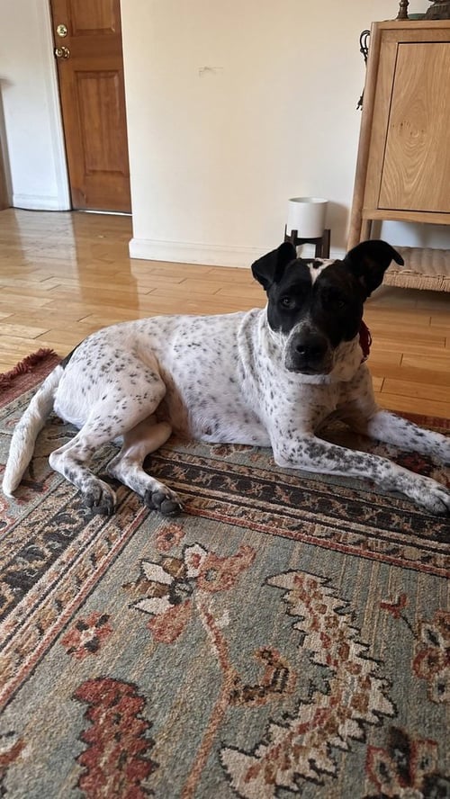 JOURNEY - Australian Cattle Dog/Blue Heeler / American Bulldog available for adoption
