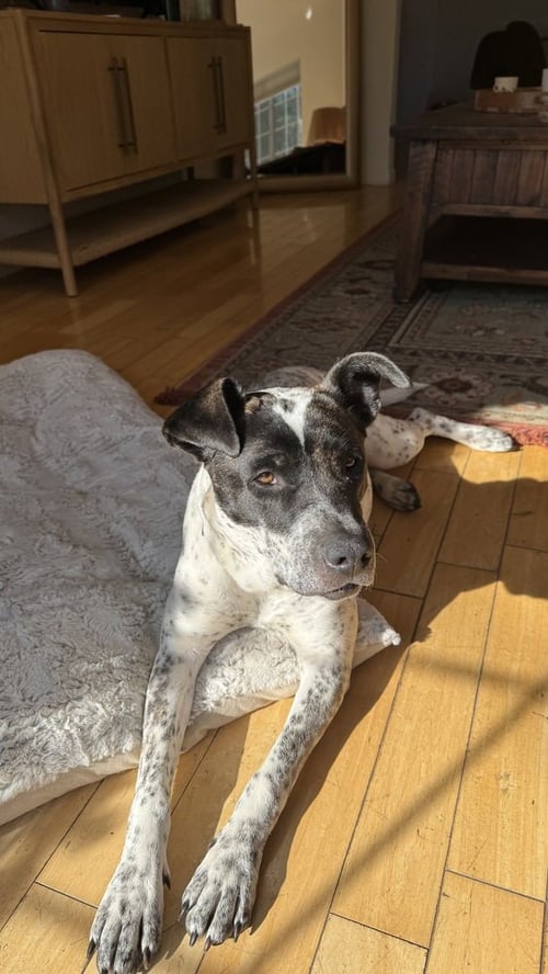 JOURNEY - Australian Cattle Dog/Blue Heeler / American Bulldog available for adoption