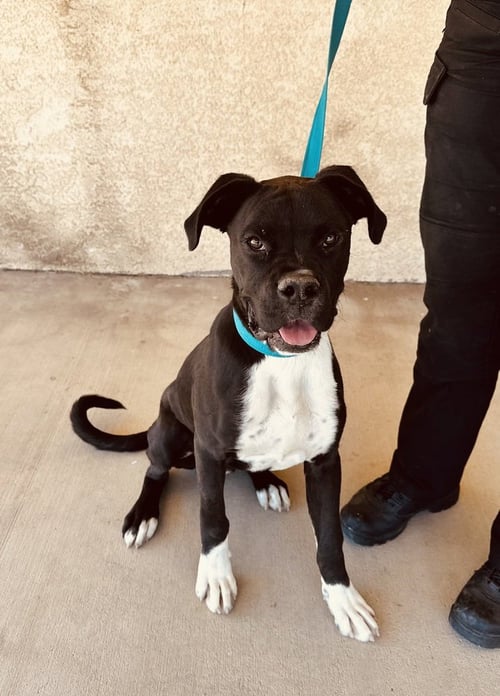 RILEY - Boxer available for adoption