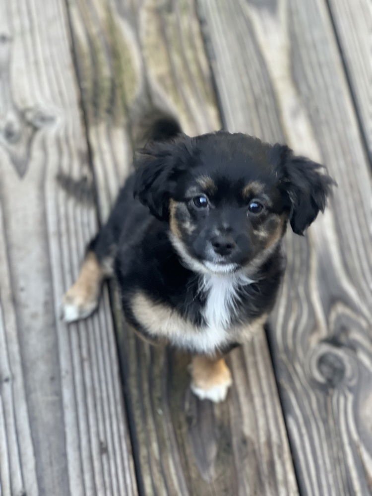 SASSY - Spaniel available for adoption