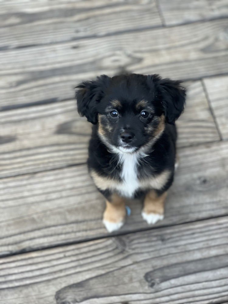 SASSY - Spaniel available for adoption