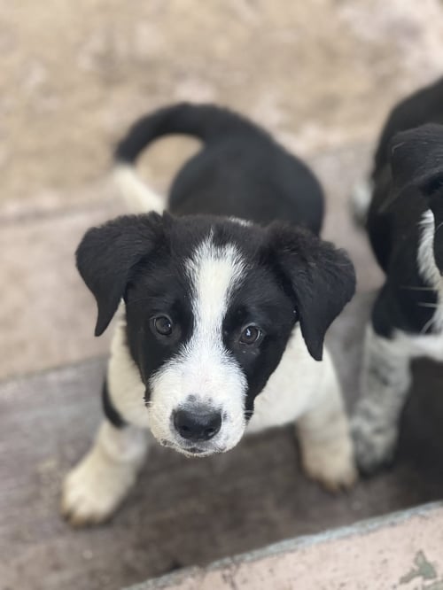 JACE - Australian Cattle Dog/Blue Heeler / Border Collie available for adoption