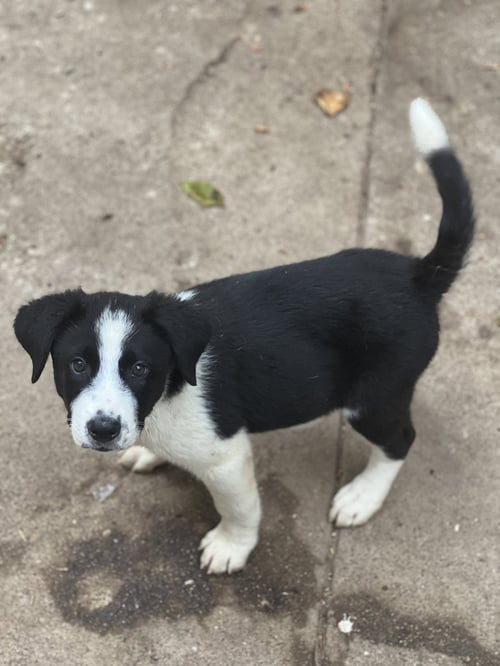 JACE - Australian Cattle Dog/Blue Heeler / Border Collie available for adoption