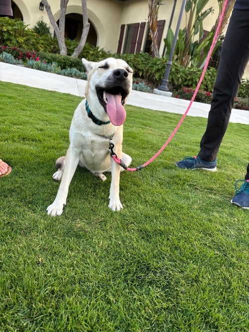 PAISLEY - German Shepherd Dog / German Shepherd Dog available for adoption