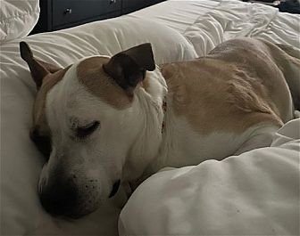 DAISY - Boxer / American Pit Bull Terrier available for adoption