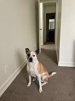 DAISY - Boxer / American Pit Bull Terrier available for adoption