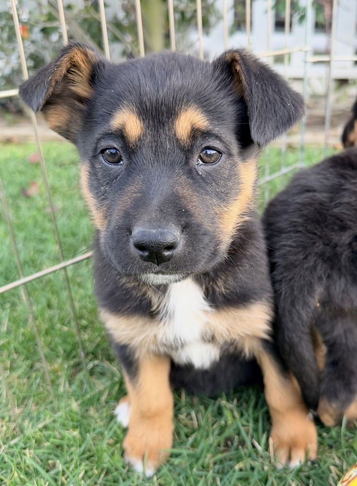 HERBERT - Shepherd / Australian Cattle Dog/Blue Heeler available for adoption