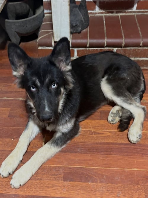 JEWEL - Husky / German Shepherd Dog available for adoption
