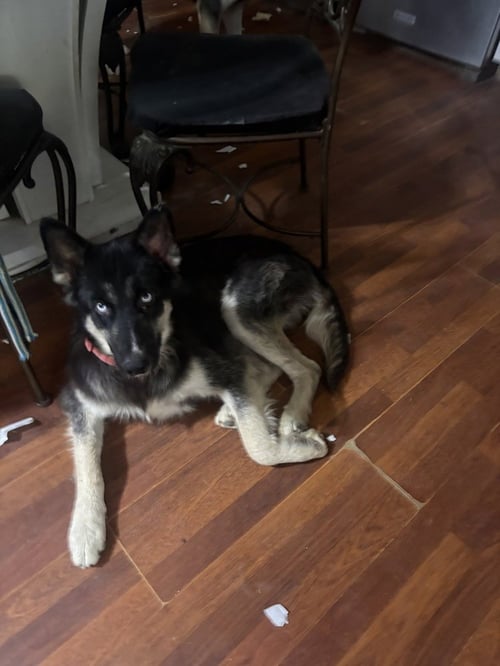 JEWEL - Husky / German Shepherd Dog available for adoption