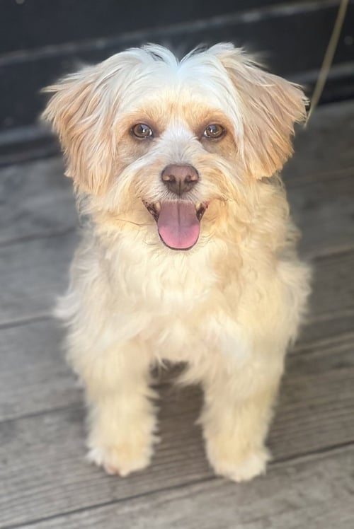 CAMMIE - Havanese / Poodle (Miniature) available for adoption