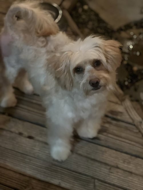 CAMMIE - Havanese / Poodle (Miniature) available for adoption
