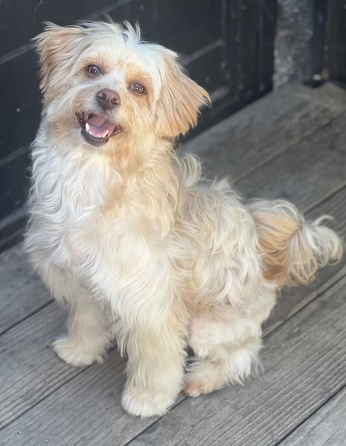 CAMMIE - Havanese / Poodle (Miniature) available for adoption