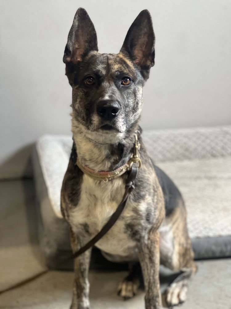 ORI - Dutch Shepherd available for adoption