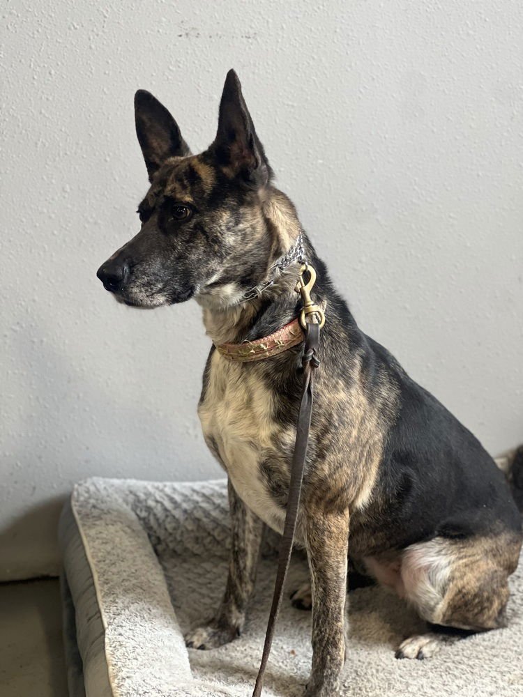 ORI - Dutch Shepherd available for adoption