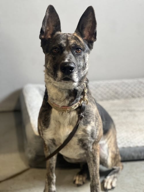 ORI - Dutch Shepherd available for adoption