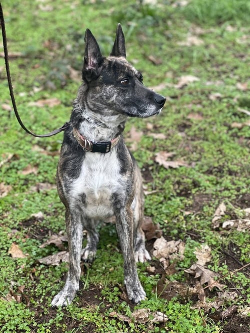 ORI - Dutch Shepherd available for adoption