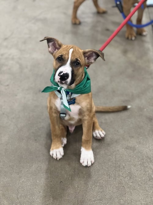 LUKE - Boxer / Shepherd available for adoption