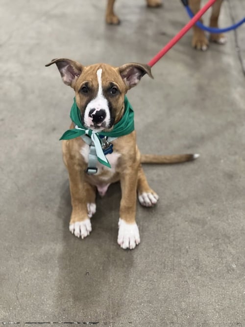 LUKE - Boxer / Shepherd available for adoption