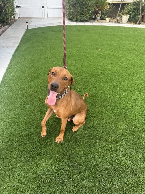 MACK - Vizsla available for adoption