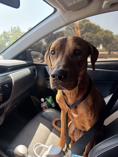 MACK - Vizsla available for adoption