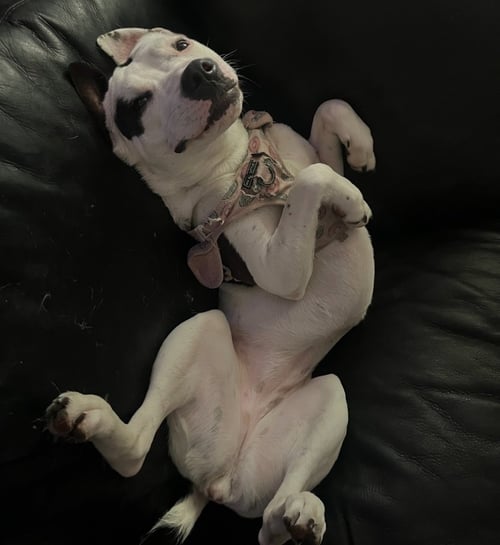 LUCY - American Staffordshire Terrier available for adoption