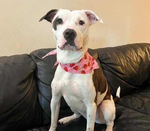 LUCY - American Staffordshire Terrier available for adoption