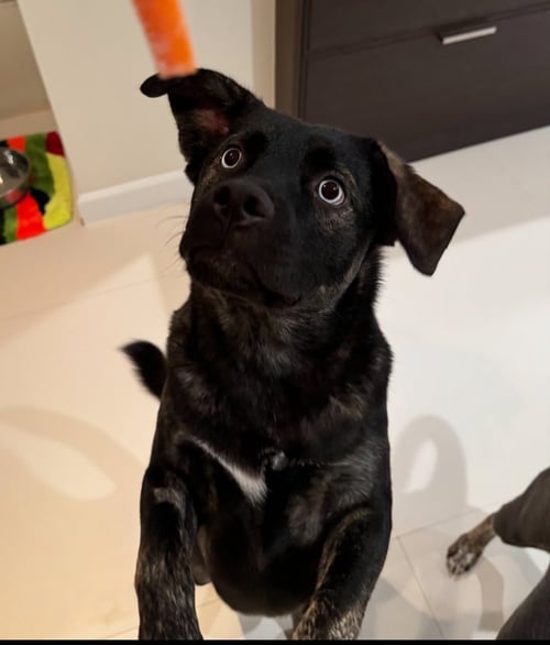BELLA - Shepherd available for adoption